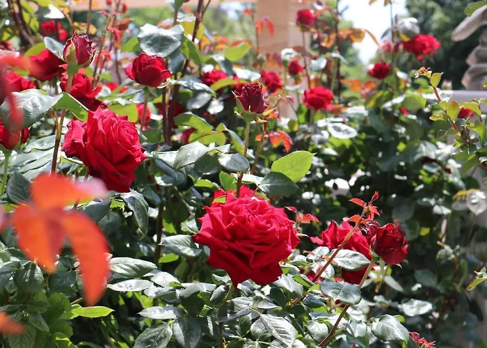 Valencia Gardens Luxury