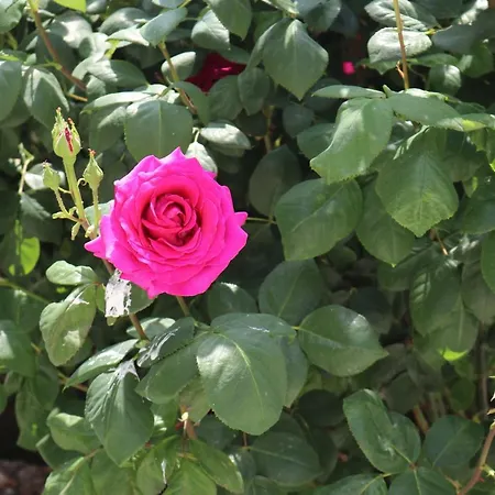 דירה Valencia Gardens Luxury