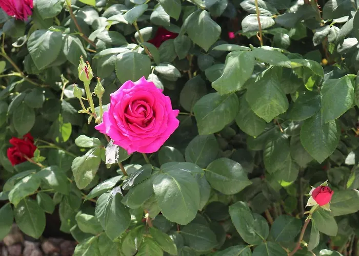 Apartamento Valencia Gardens Luxury