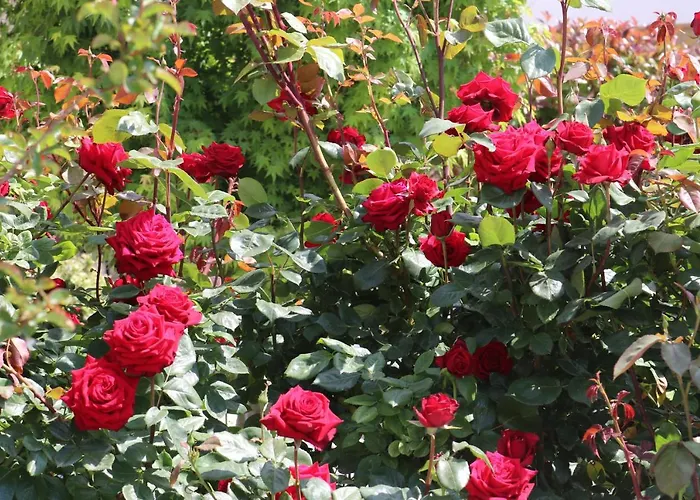 Valencia Gardens Luxury * Nesebar