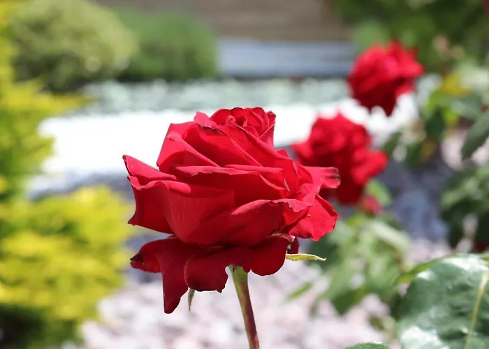 Valencia Gardens Luxury * Nesebar